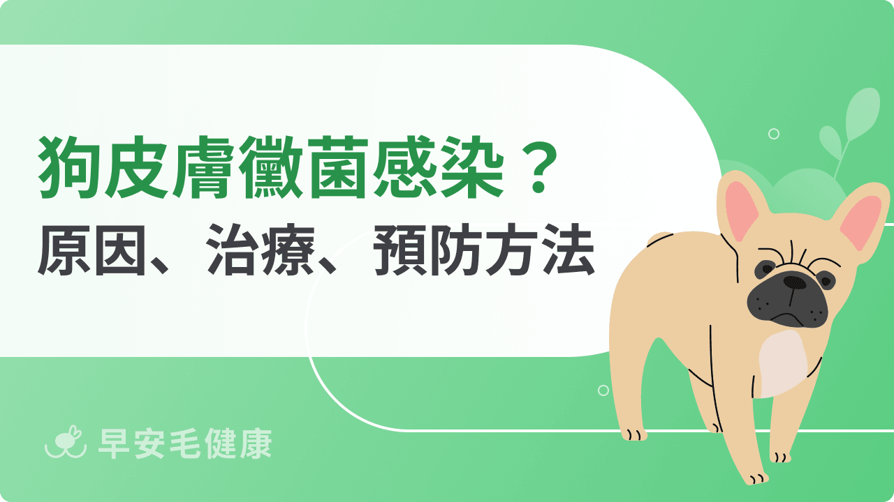 狗皮膚黴菌怎麼辦？6大症狀辨識、藥浴治療與預防完整指南
