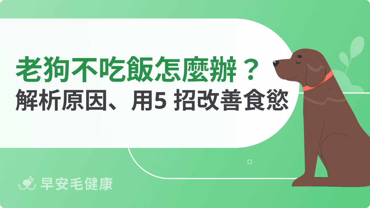 老狗不吃飯怎麼辦?掌握原因+5招改善狗狗食慾