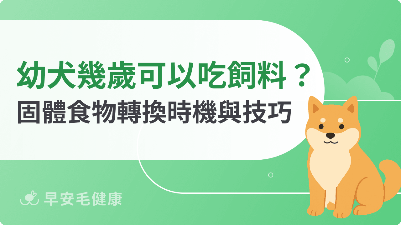 幼犬幾歲可以吃硬飼料?乾糧轉換時間表與技巧