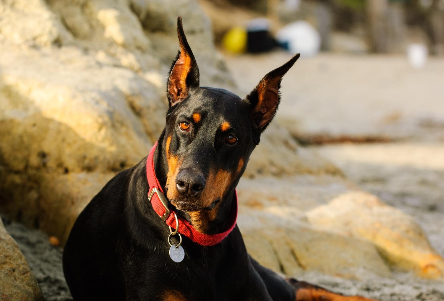 杜賓犬戴紅項圈特寫