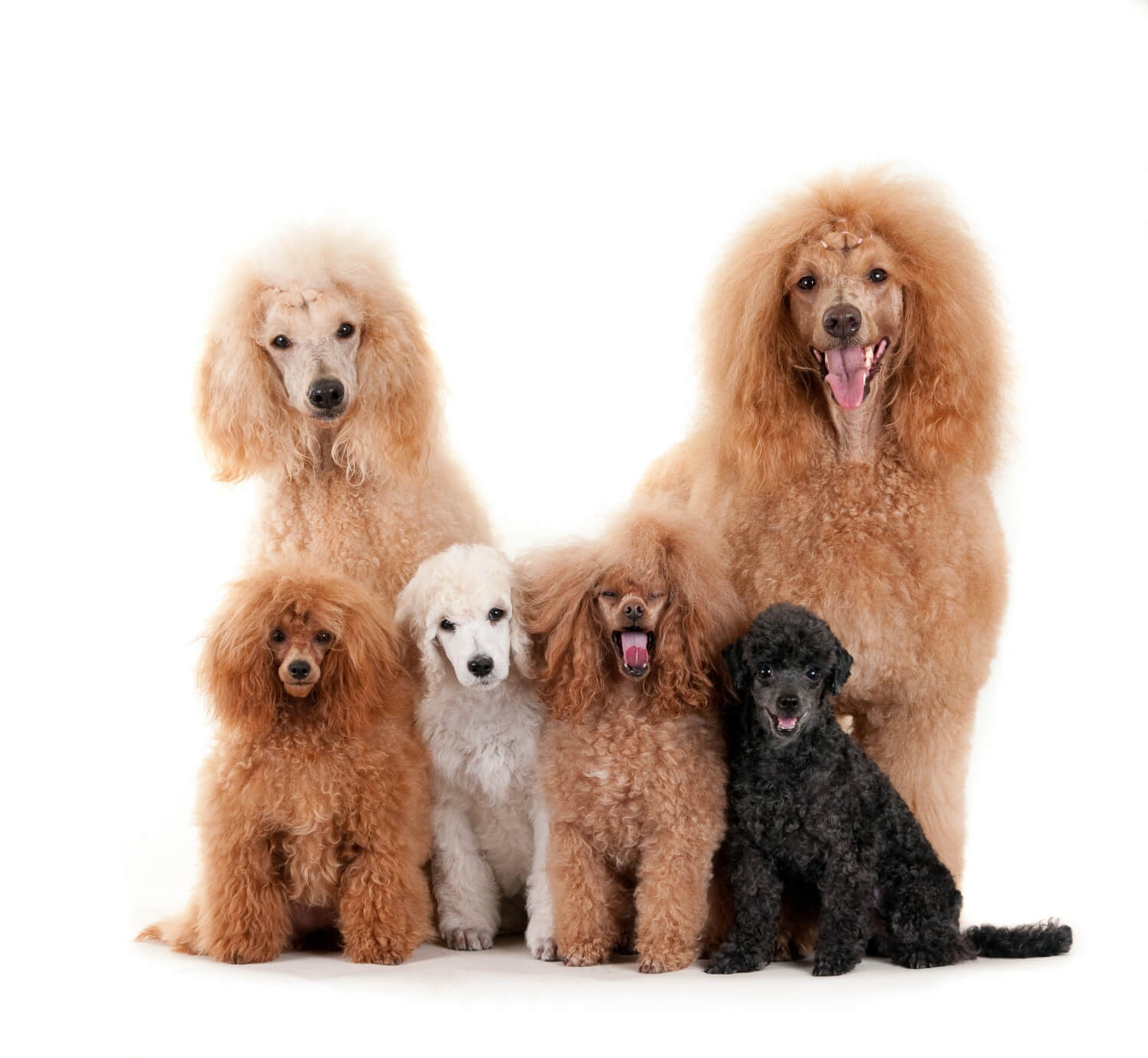 8. poodle-dog-guide-1