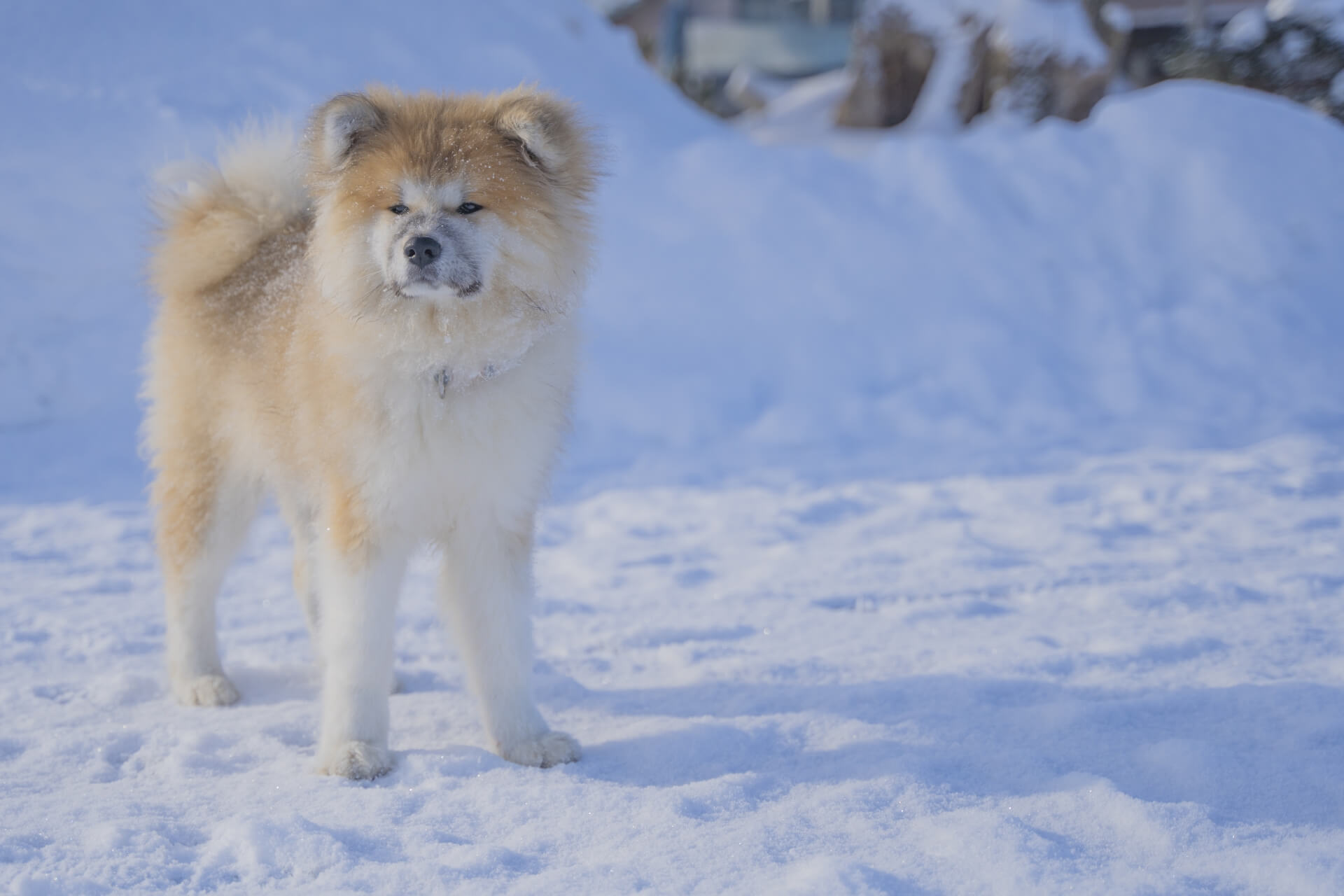 14.akita-inu-guide-3