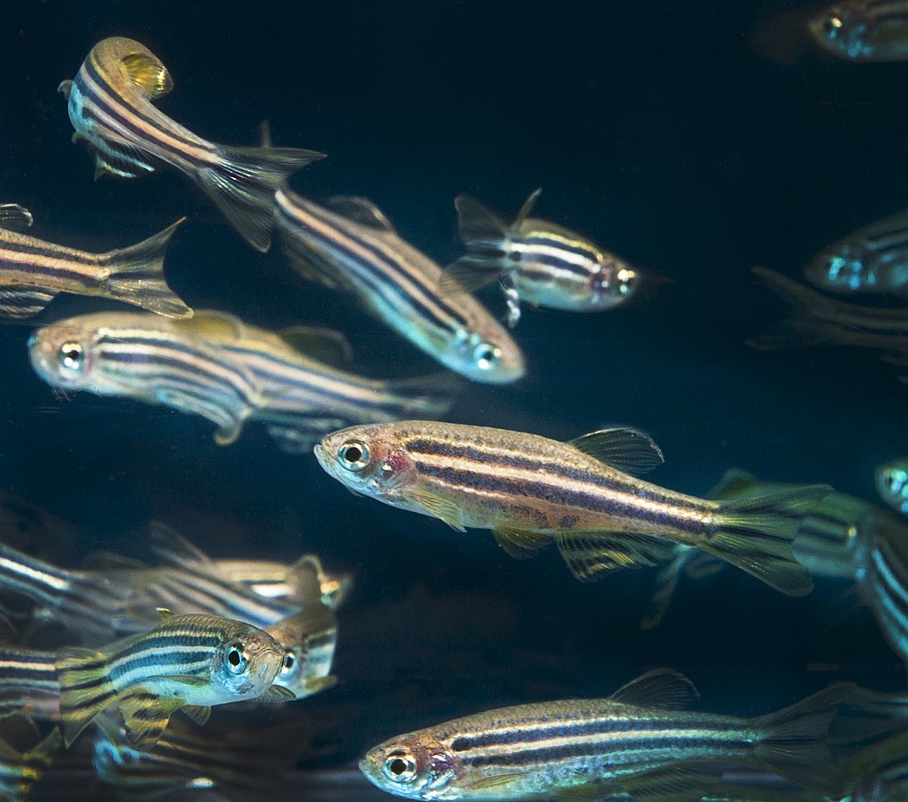 一群斑馬魚在水族箱中游動