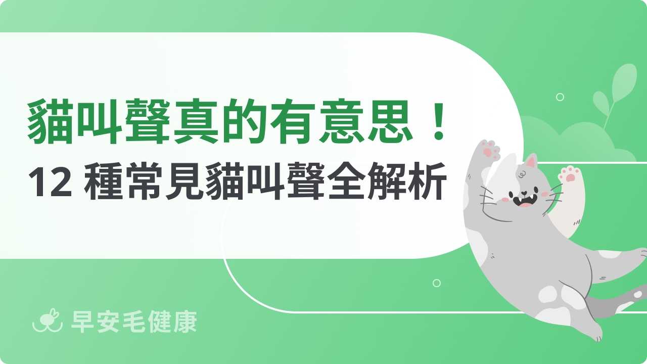 貓叫聲大補帖|12 種「喵喵叫」聲音翻譯!讀懂他們情緒