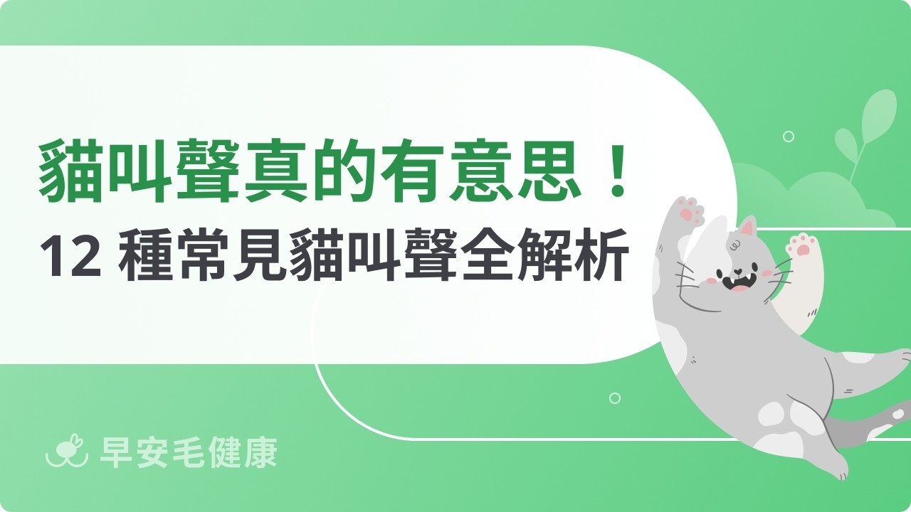 貓叫聲大補帖｜12 種「喵喵叫」聲音翻譯！讀懂他們情緒