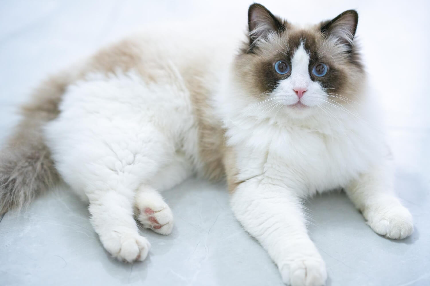 201. AI - ragdoll-price-1