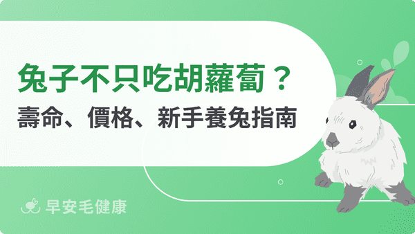 兔子不只吃胡蘿蔔！壽命、價格、品種到健康照護，新手養兔不踩雷