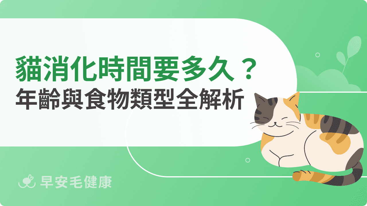 貓消化時間要多久?年齡與食物類型全解析