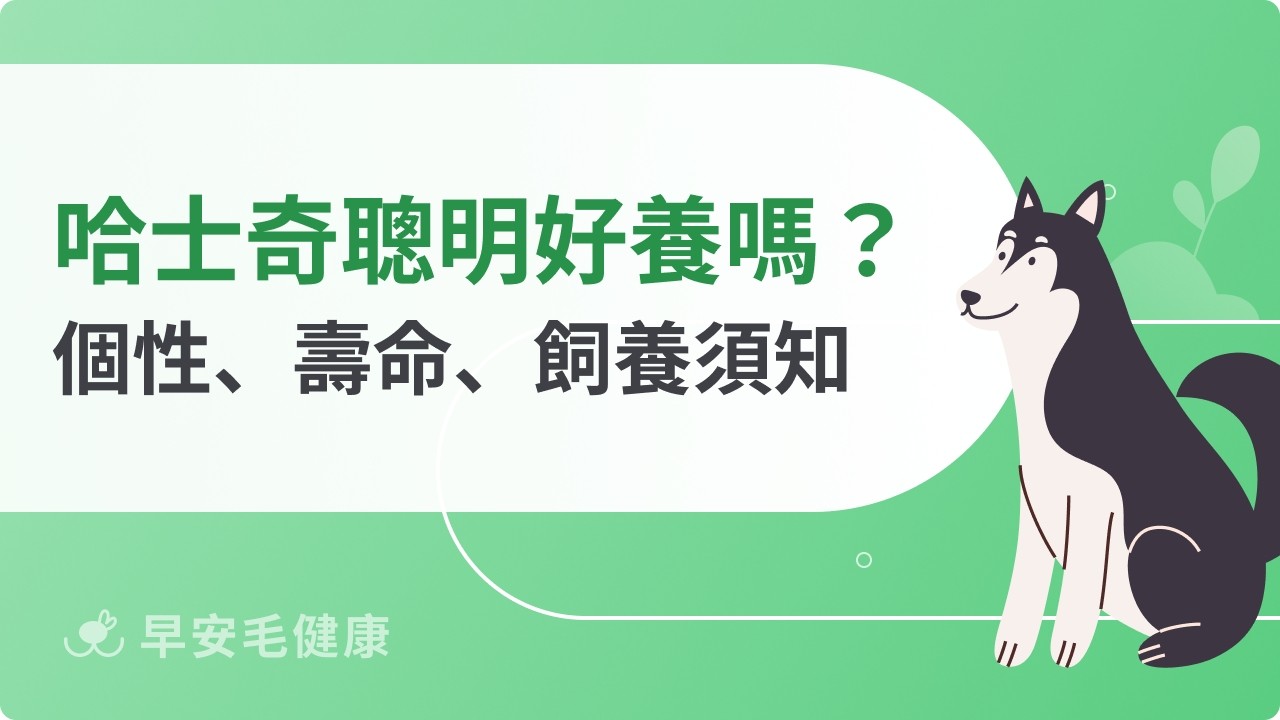 哈士奇聰明好養嗎？ 了解個性、壽命、價格與飼養注意事項！