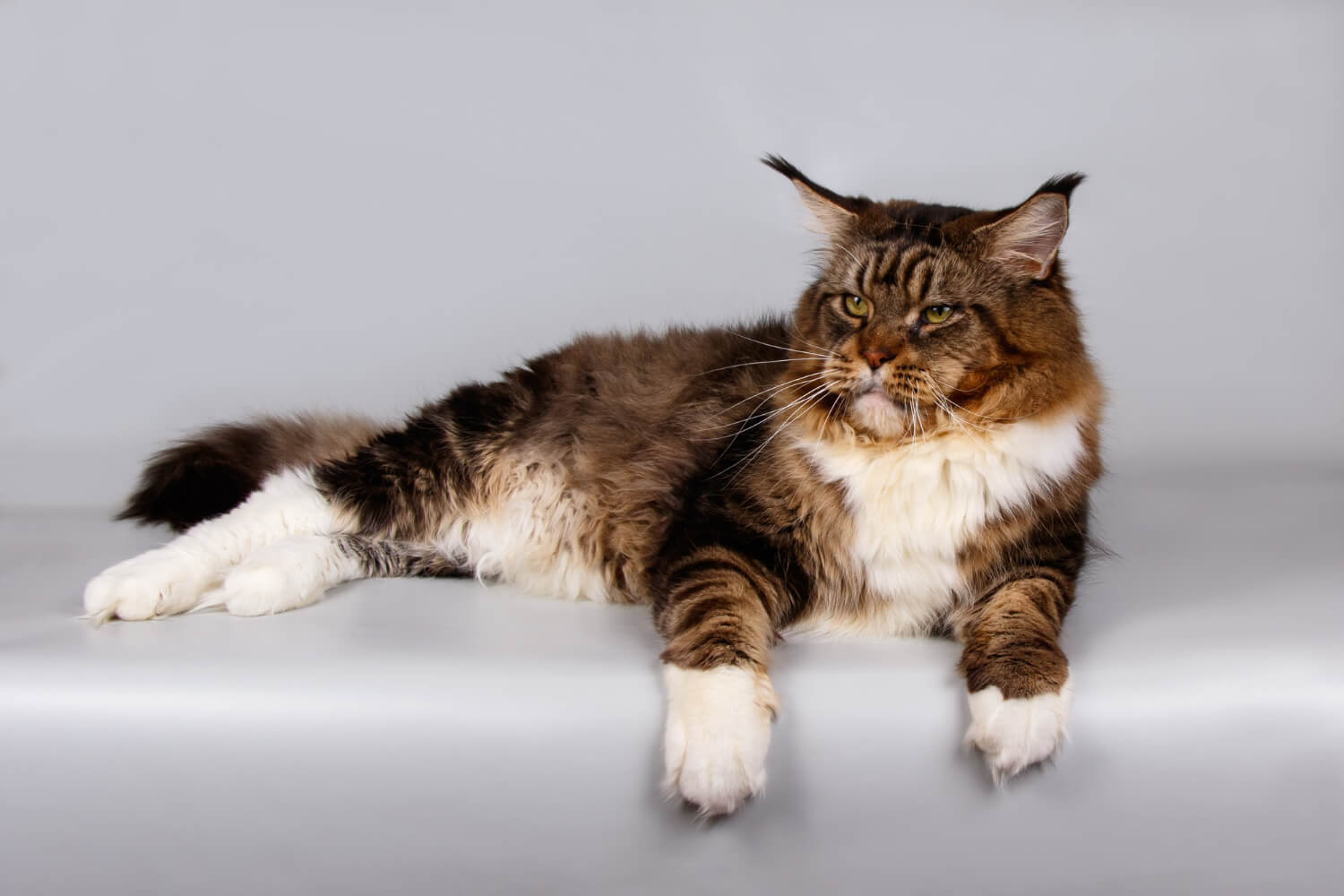 2.maine-coon-guide-1