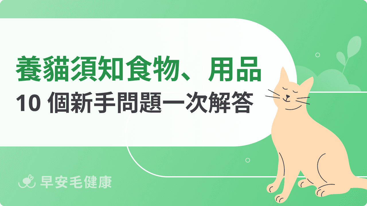 新手養貓須知:必備物品清單、飲食挑選,飼養10大重點解析