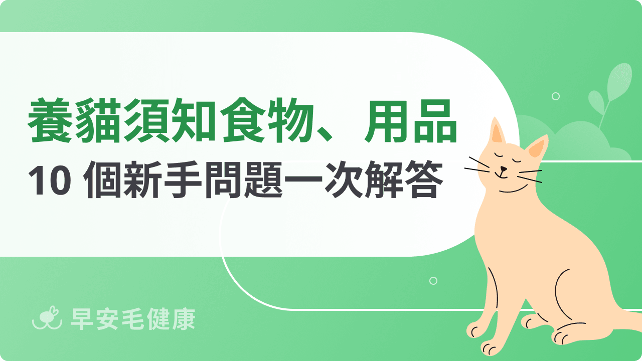 新手養貓須知:必備物品清單、飲食挑選,飼養10大重點解析