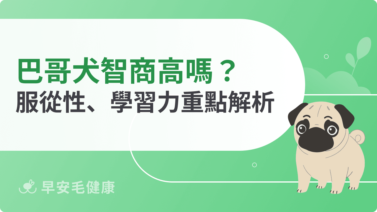 巴哥犬智商排名第幾?一篇了解牠的服從性、學習力、訓練表現!