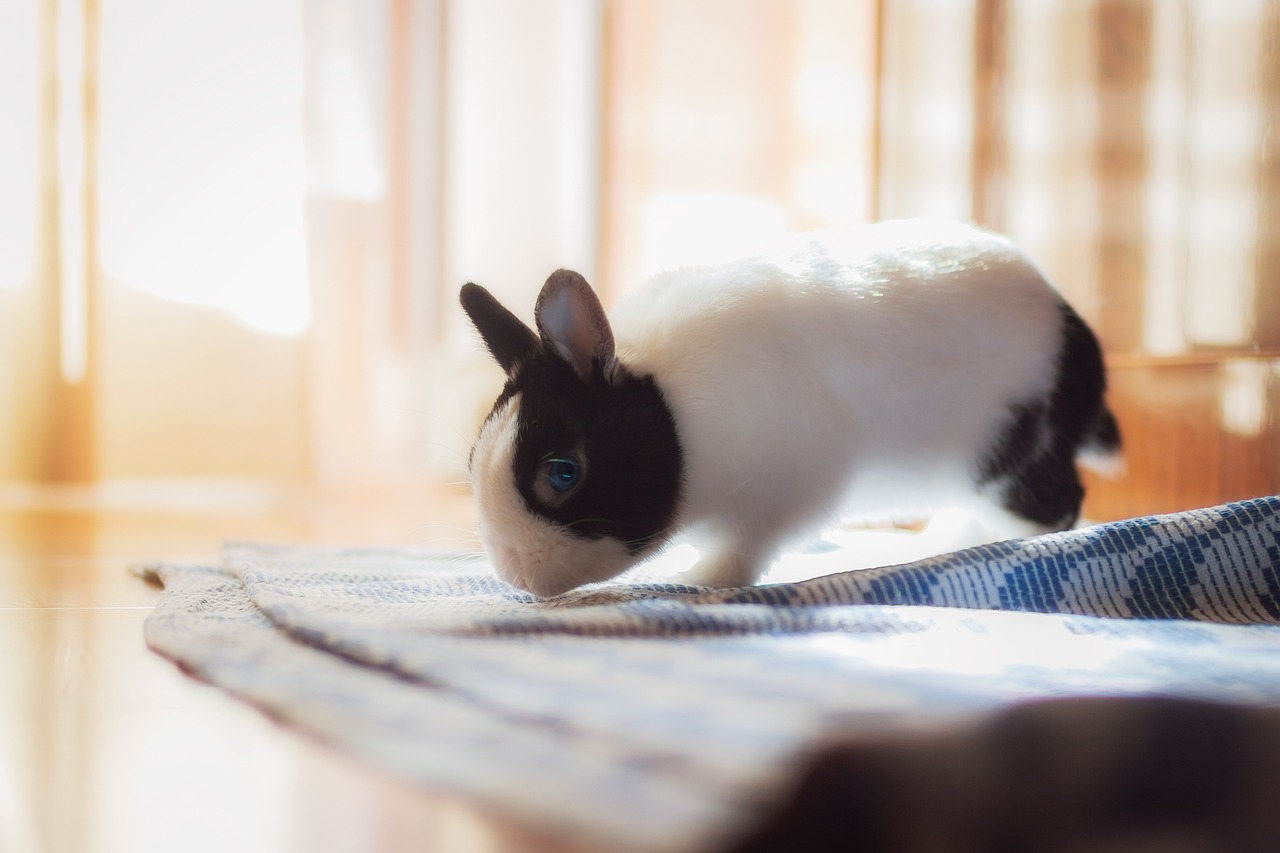 98. netherland-dwarf-rabbit-guide-5