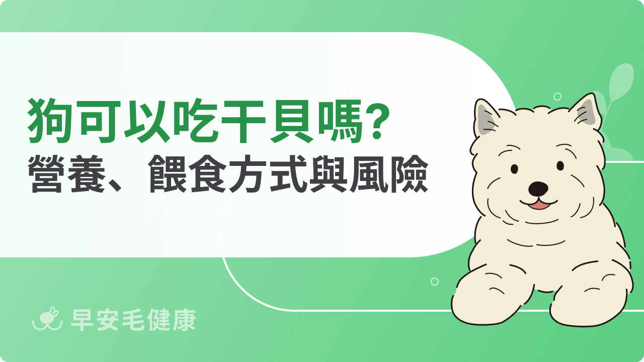 狗可以吃干貝嗎?營養好處、餵食方式與風險解析