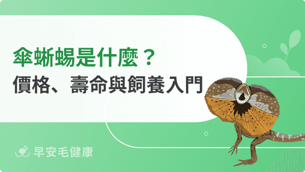 傘蜥蜴不只會開傘！價格、飼養環境、壽命到常見疾病新手必讀