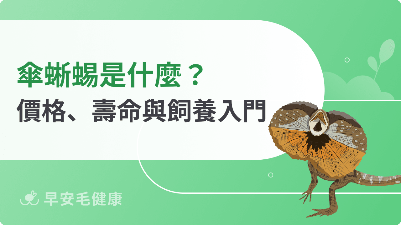 傘蜥蜴不只會開傘!價格、飼養環境、壽命到常見疾病新手必讀