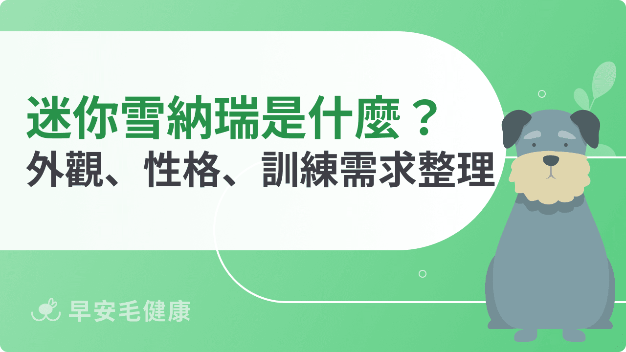 迷你雪納瑞好養嗎?外觀、性格、健康風險5分鐘輕鬆搞懂