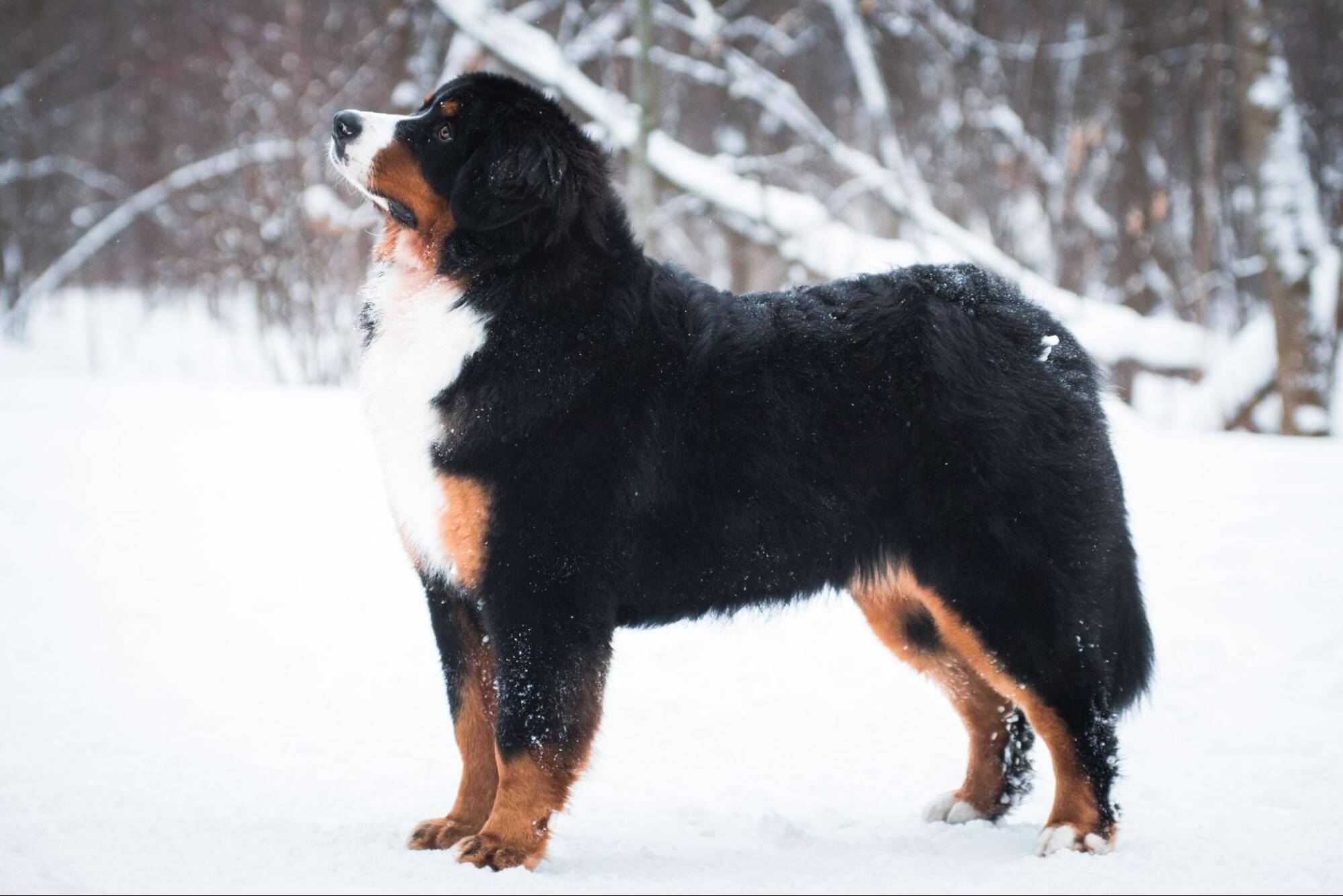 404. AI - bernese-mountain-dog-disadvantages-1