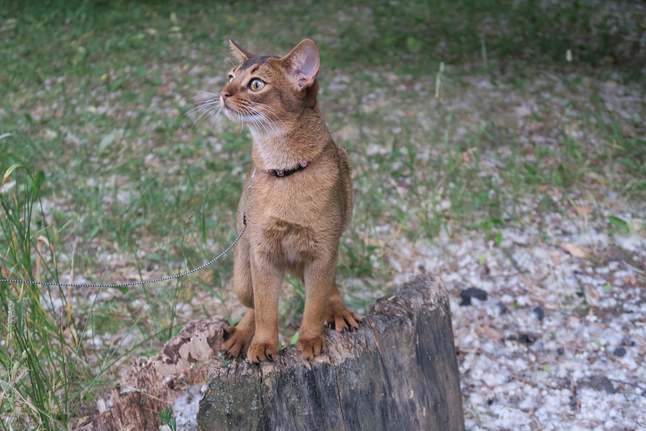 71.abyssinian-cat-guide-2