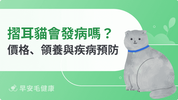摺耳貓會發病嗎？價格、領養到疾病預防的飼養攻略