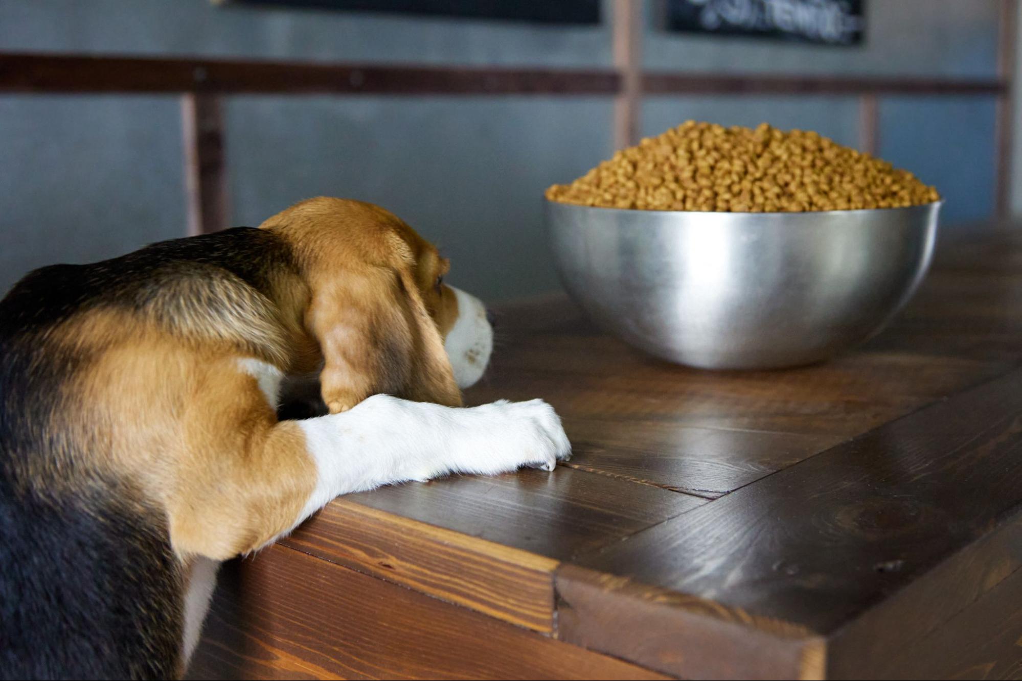 158. AI - why-is-my-dog-not-eating-1