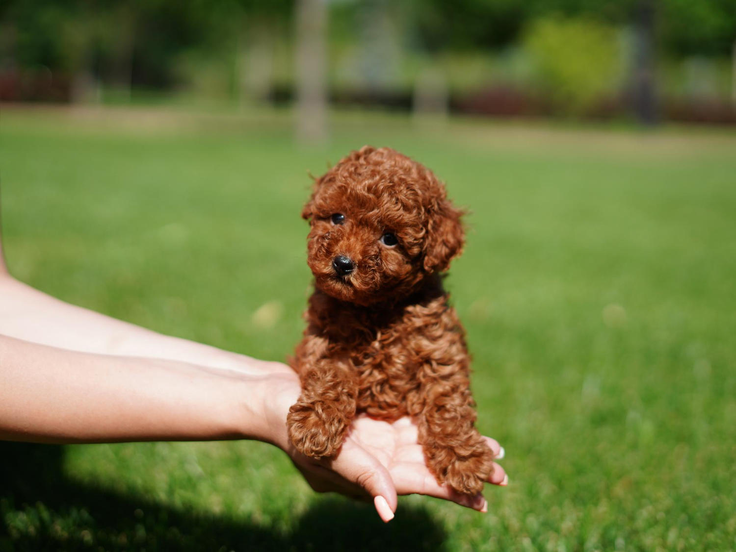 紅色玩具貴賓犬幼犬在人類手掌心上