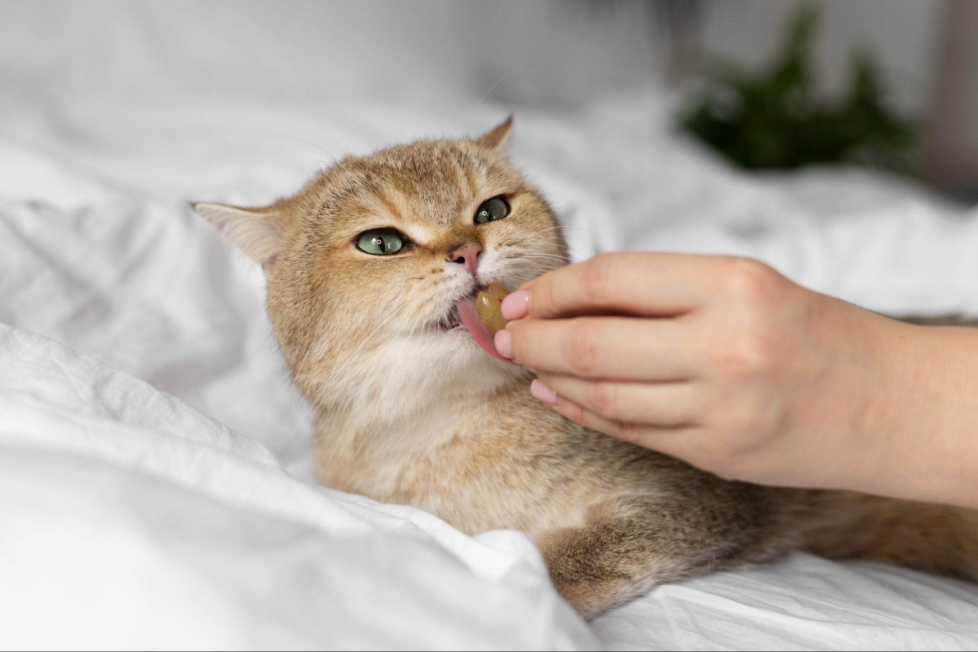 38.cat-feline-stomatitis-3