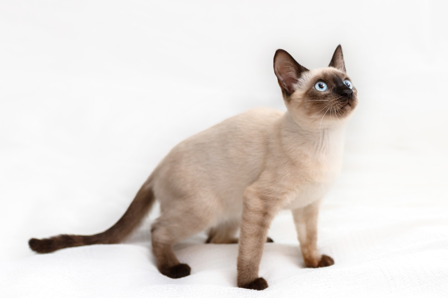 4. siamese-cat-guide-3
