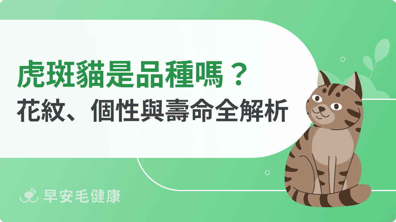 虎斑貓是品種嗎？花紋種類、個性特徵與壽命全解析！