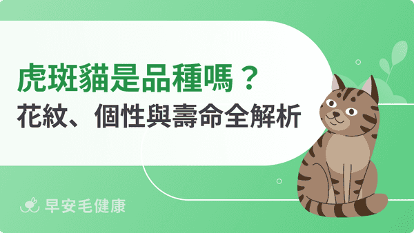 虎斑貓是品種嗎？4種花紋、個性缺點、壽命與狸花貓差別完整解析