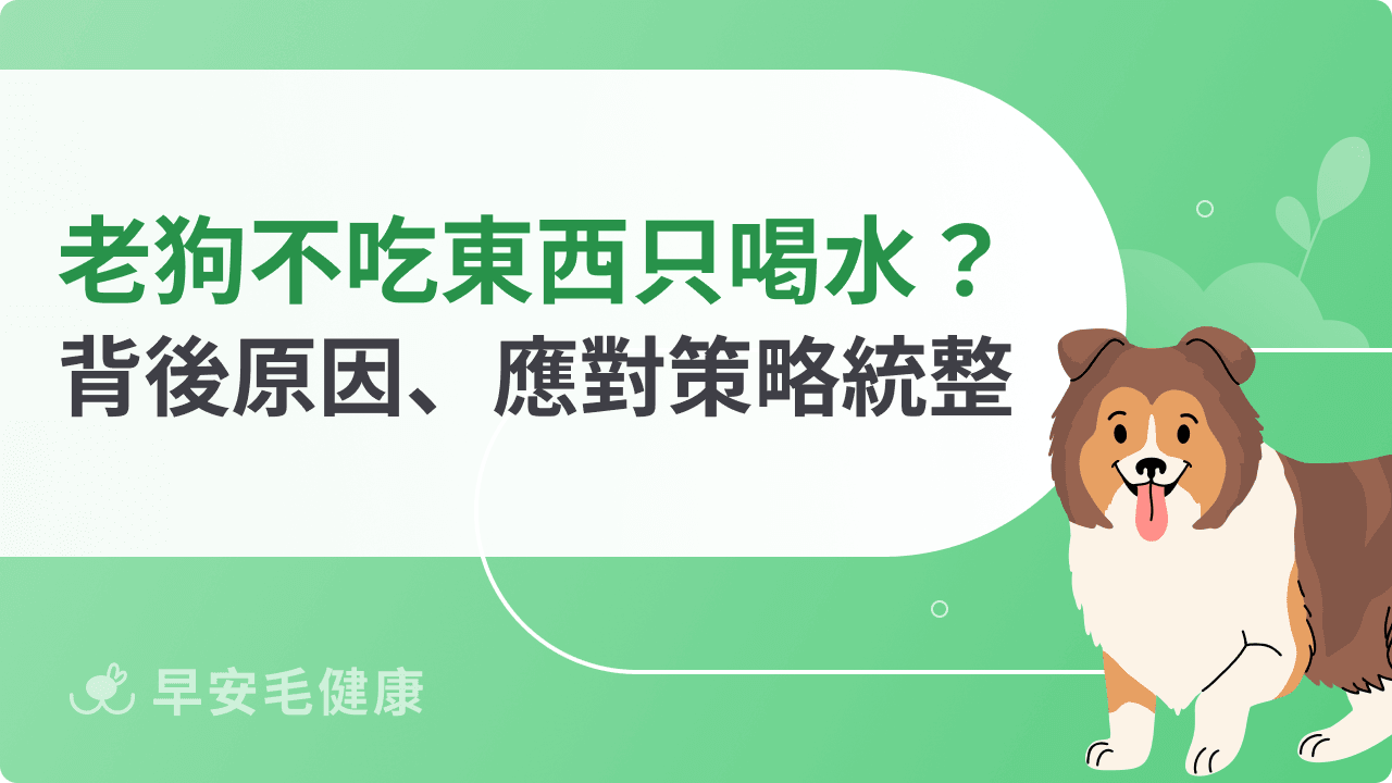 老狗不吃東西只喝水怎麼辦?背後原因、應對策略一次解析