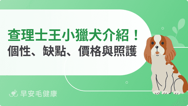 查理士王小獵犬好養嗎？個性、遺傳疾病、價格與飼養照護重點解析