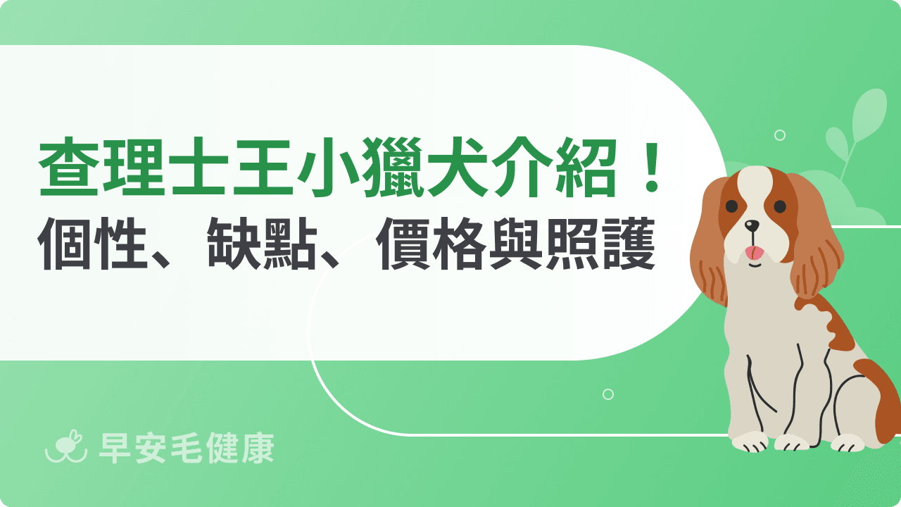 查理士王小獵犬好養嗎?個性、遺傳疾病、價格與飼養照護重點解析