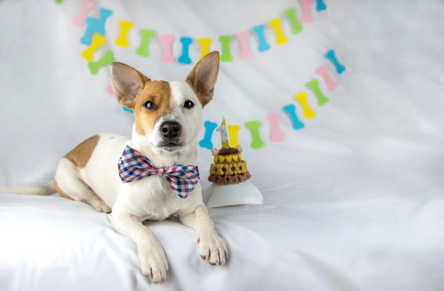 狗狗戴著生日帽慶生