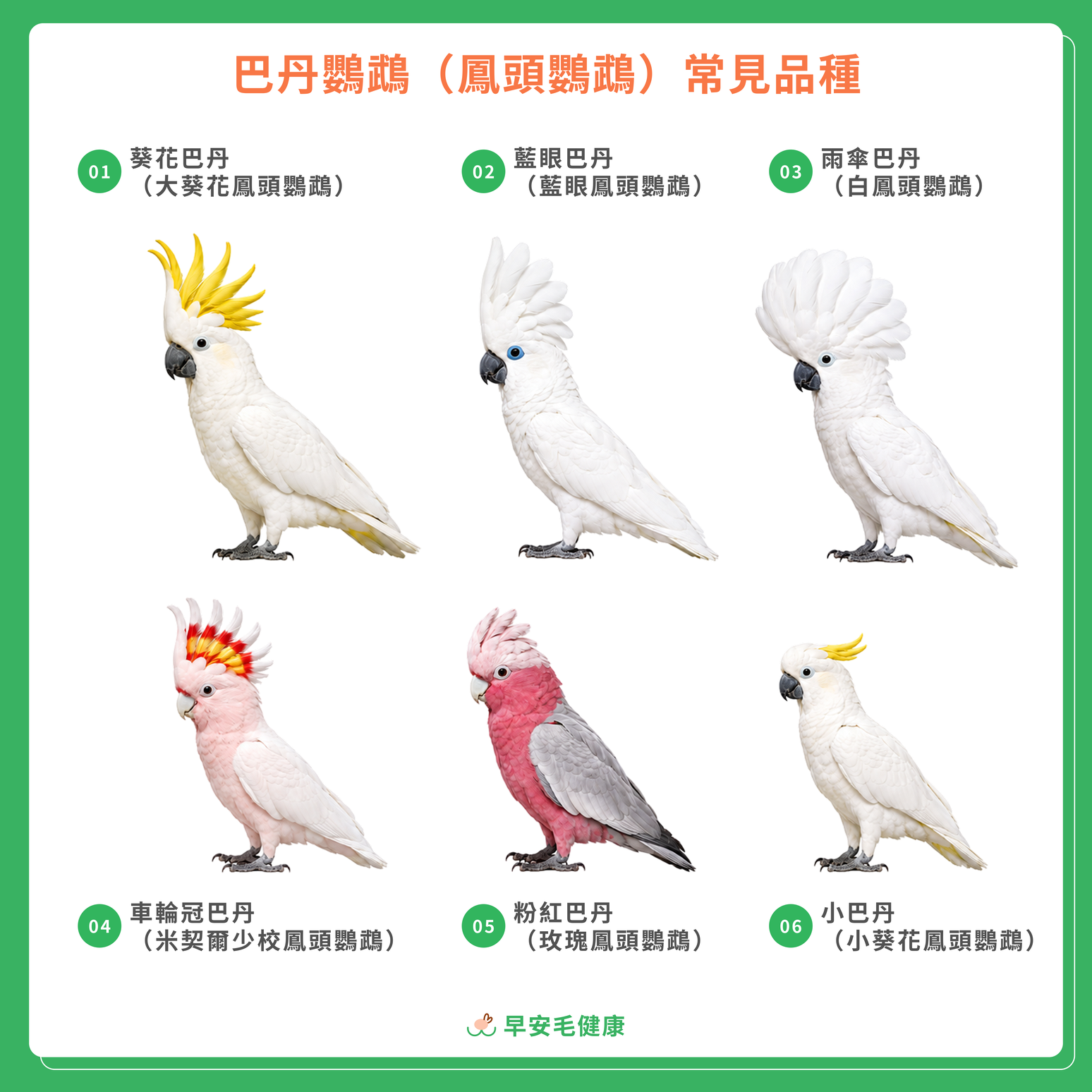 6種常見巴丹鸚鵡(鳳頭鸚鵡)介紹