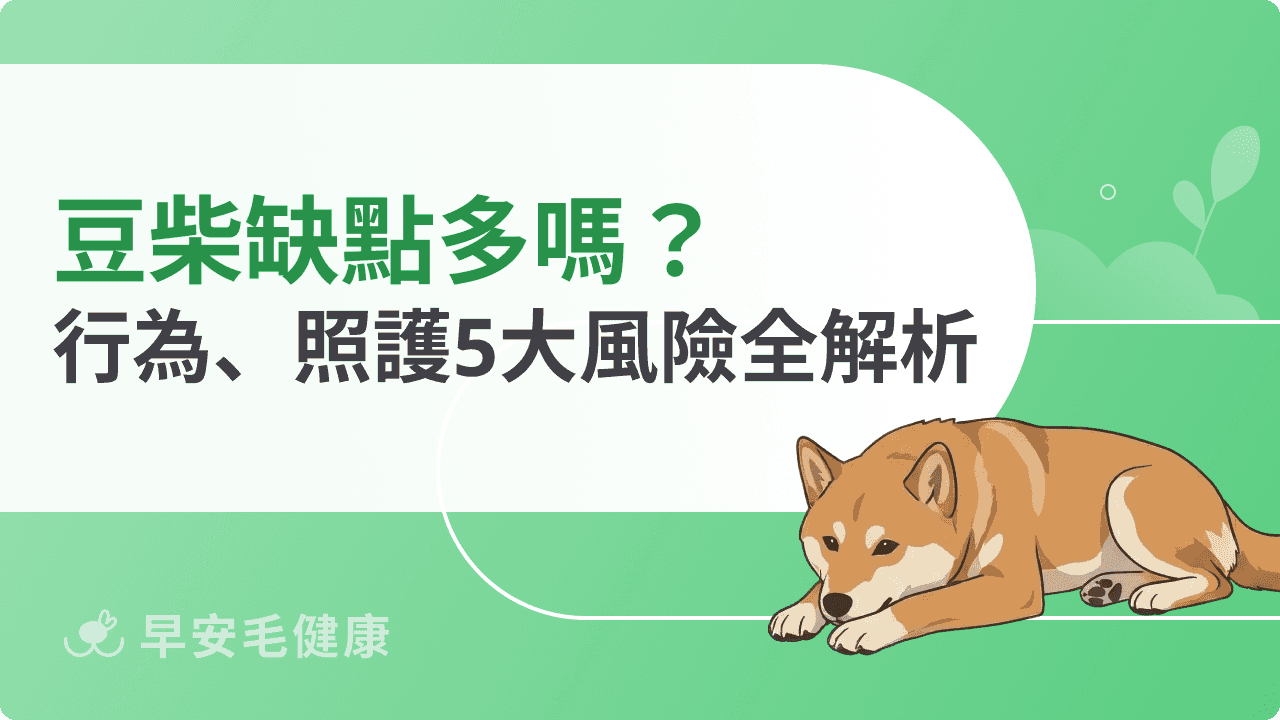 豆柴缺點真的多嗎？適不適合養？從行為到照護風險全面評估
