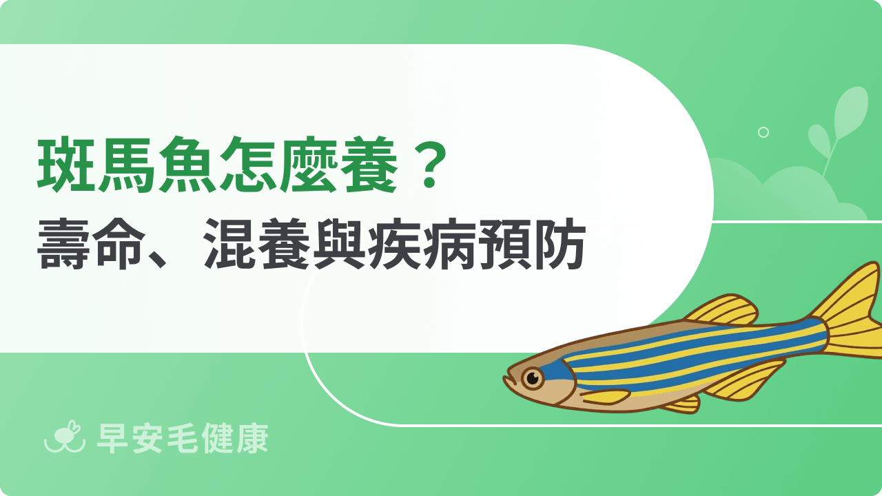 斑馬魚怎麼養？品種、壽命、混養與疾病預防一次搞懂！