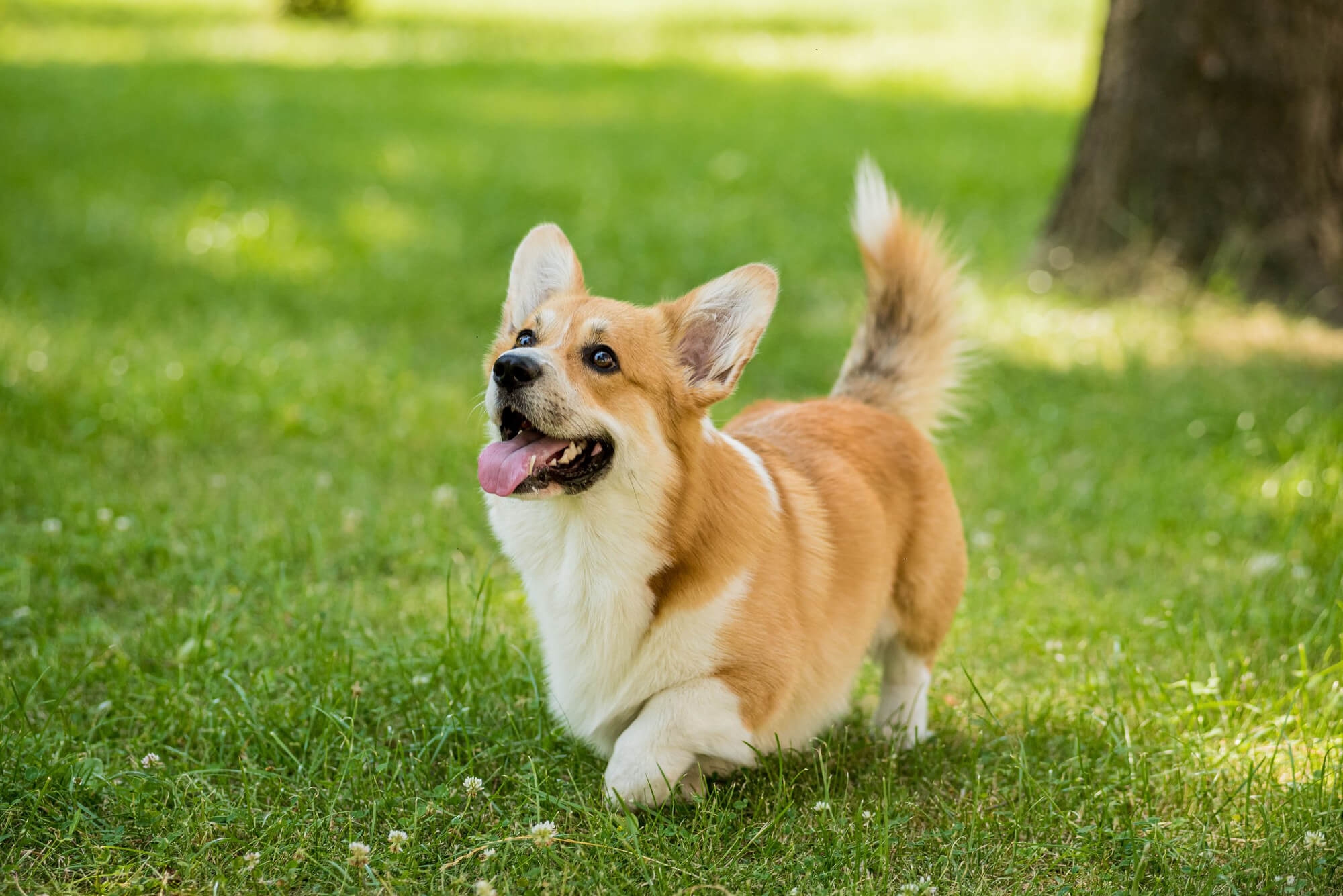 87. dog-food-recommendation-1