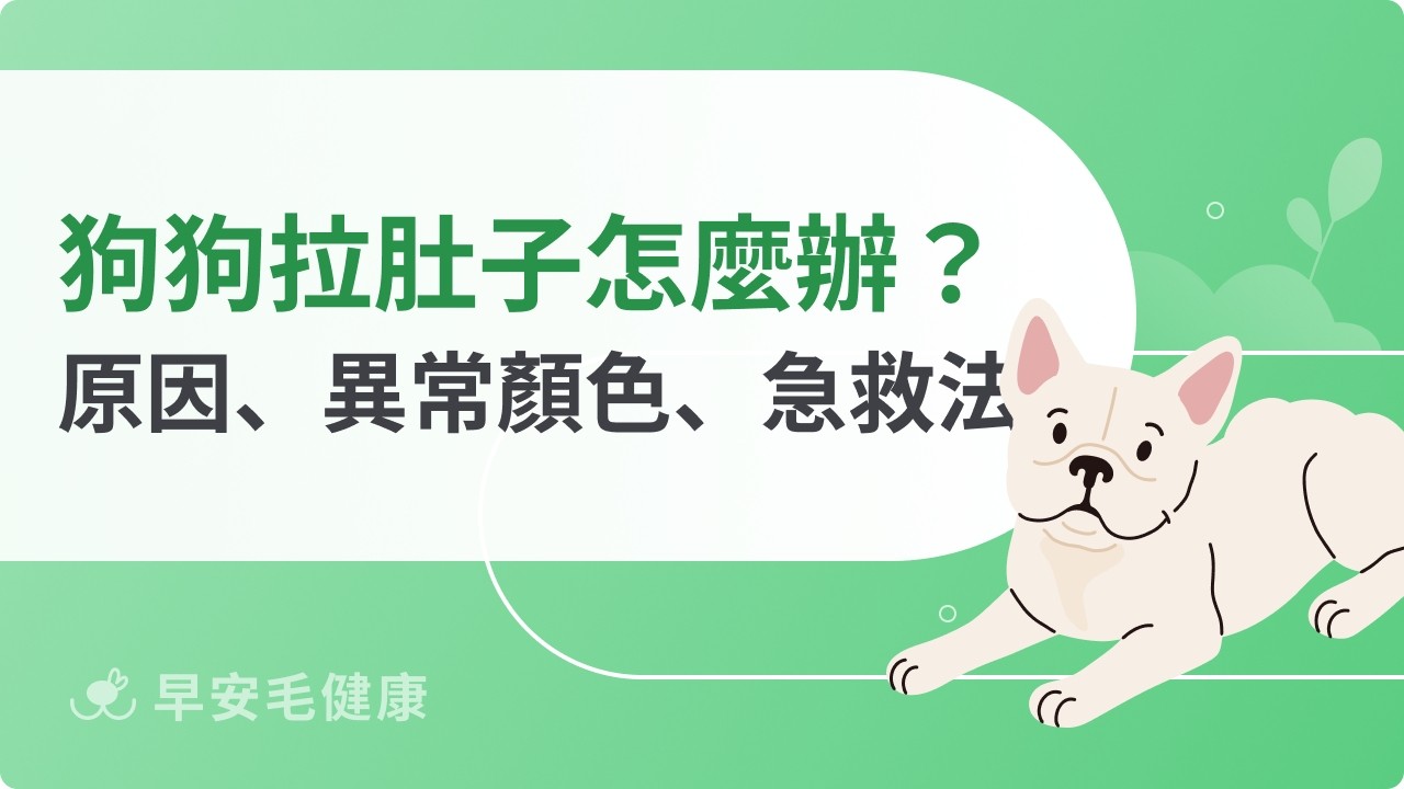 狗狗拉肚子怎麼辦?判斷原因、便便顏色、照護方式一次看!