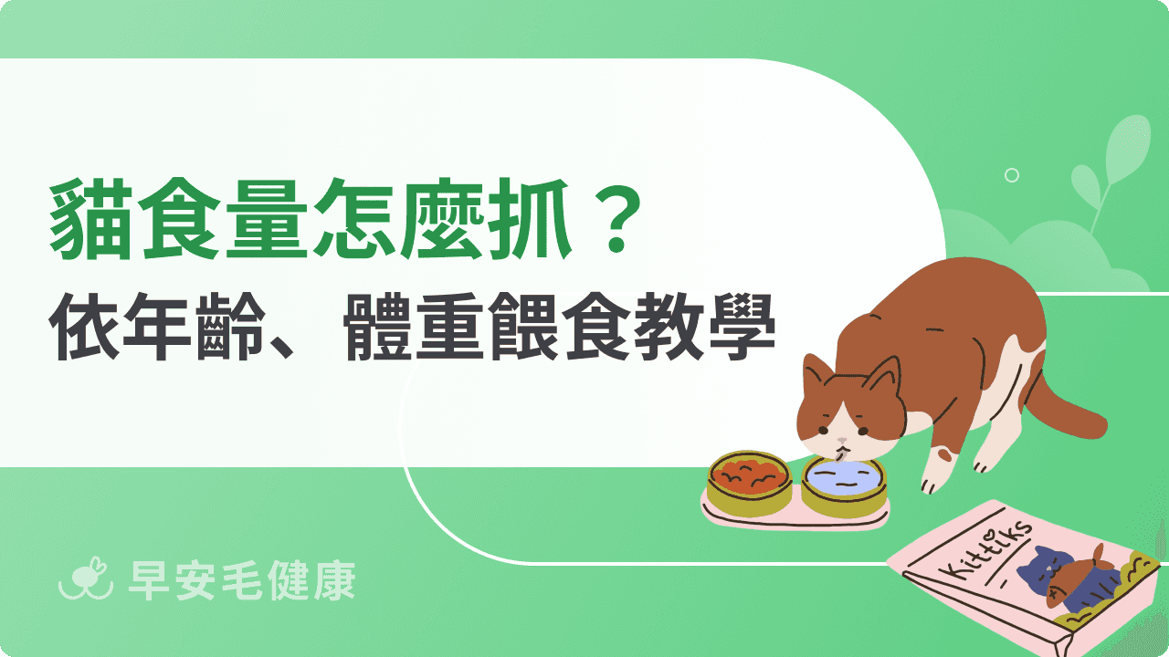 貓食量怎麼算？幼貓、成貓、老貓每日熱量與餵食指南