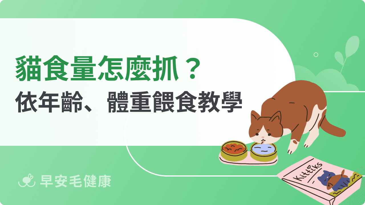 貓食量怎麼算?幼貓、成貓、老貓每日熱量與餵食指南