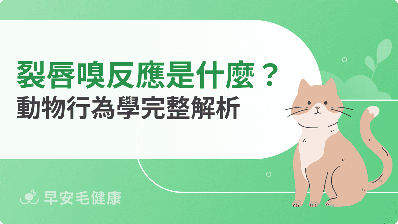 裂唇嗅反應代表什麼?動物行為學完整解析