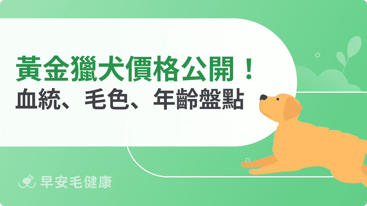 黃金獵犬價格公開！血統、毛色、體型影響因素一次盤點