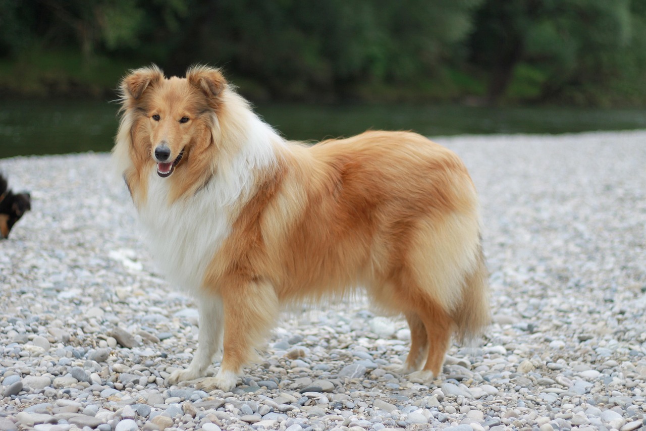 棕白色蘇格蘭牧羊犬