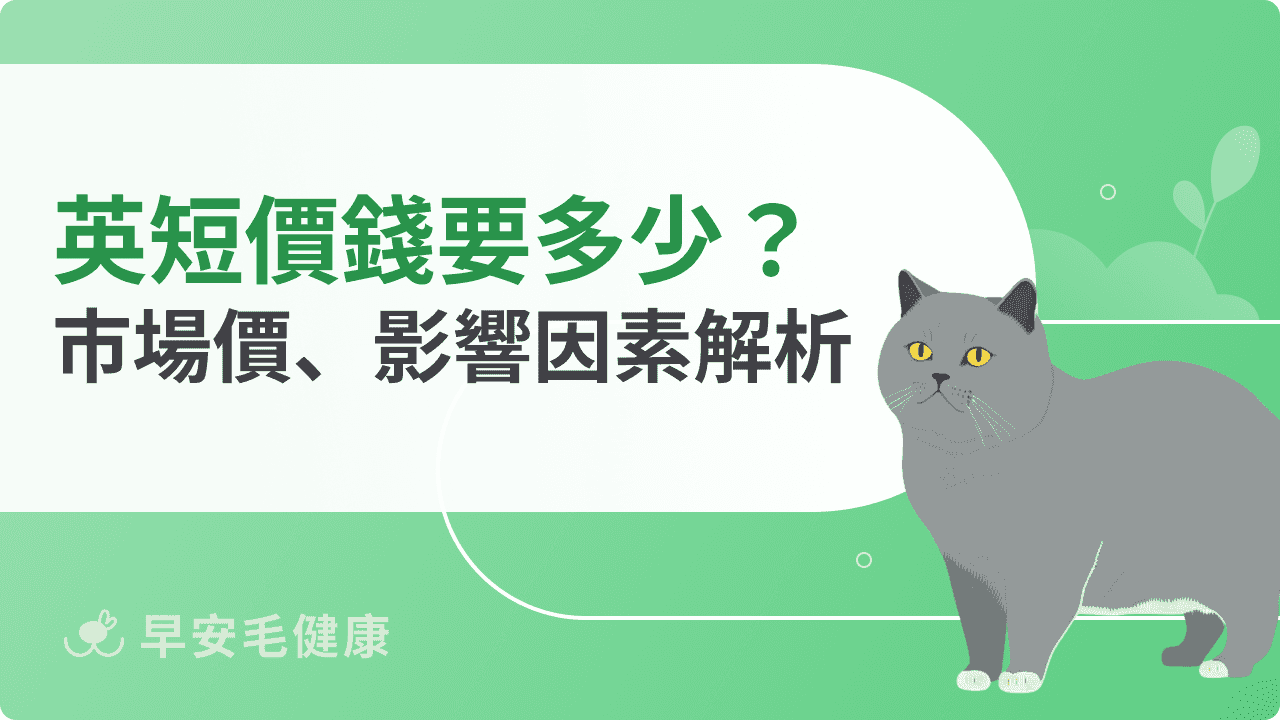 英國短毛貓價錢是多少?市場價、影響因素、飼養成本解析