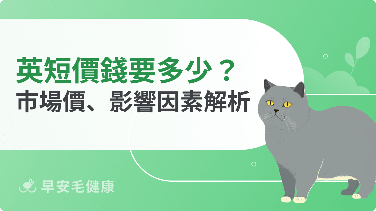 英國短毛貓價錢是多少？市場價、影響因素、飼養成本解析