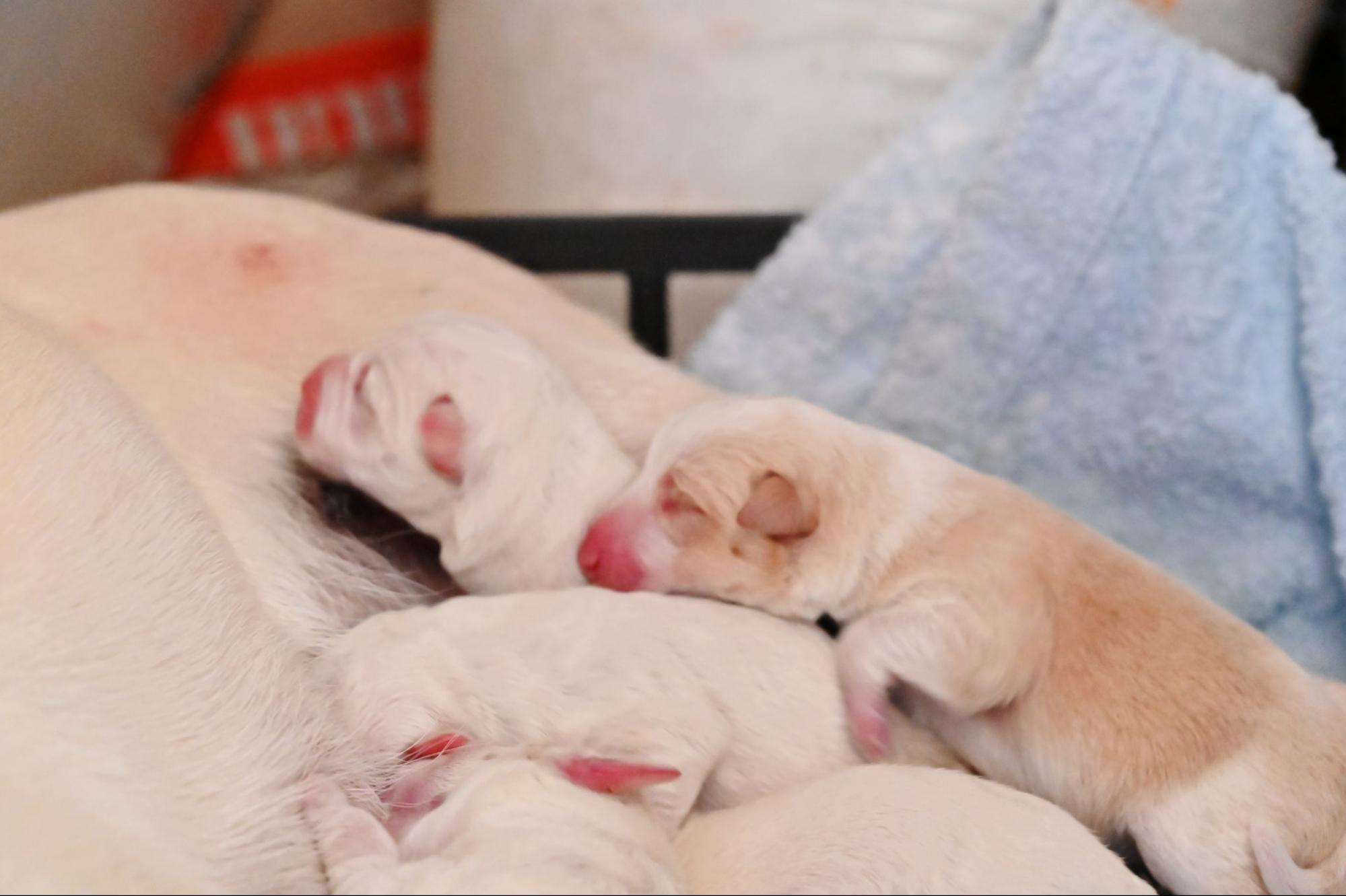 54. AI - dog-pregnant-duration-1