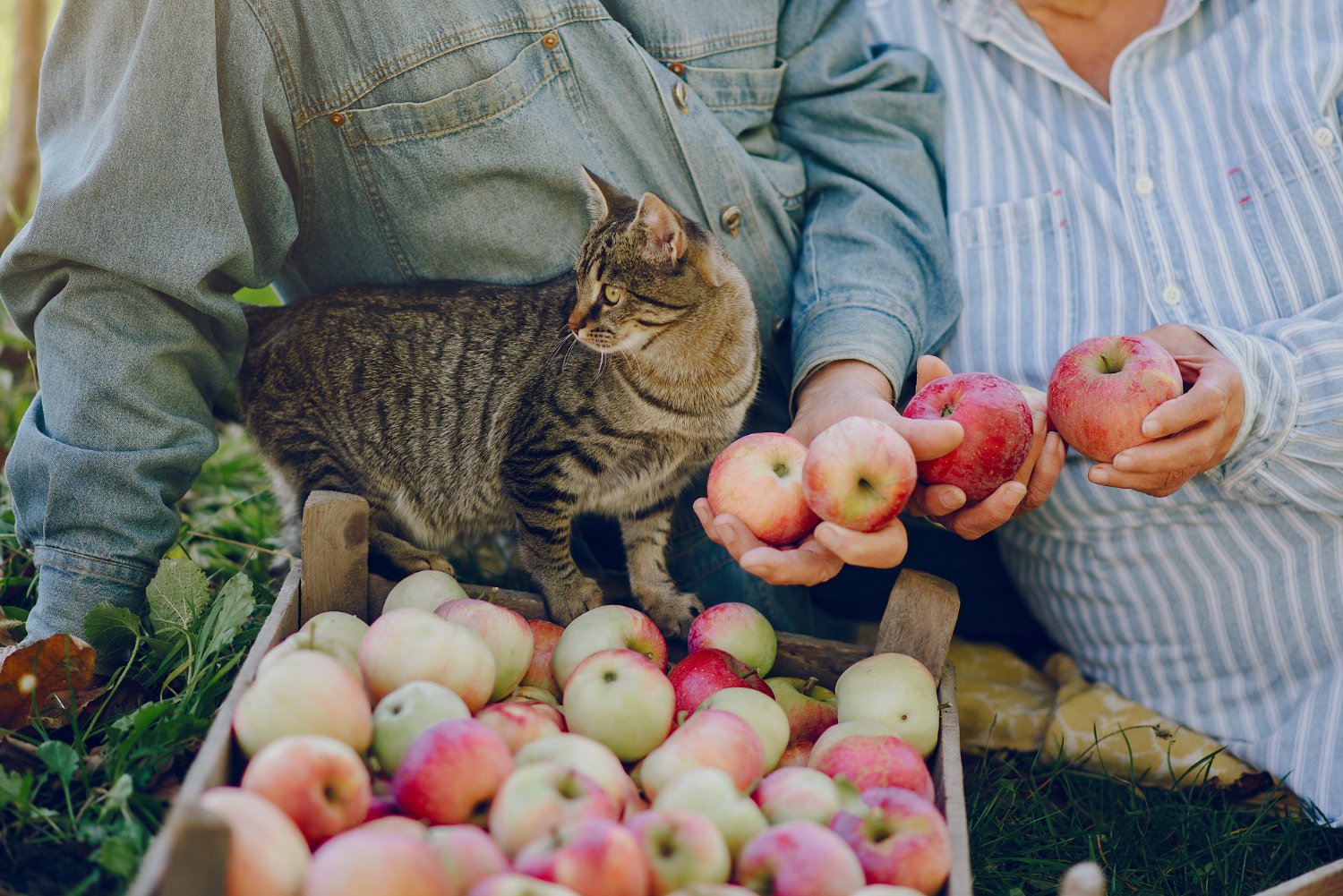貓咪和飼主在豐收的蘋果堆中