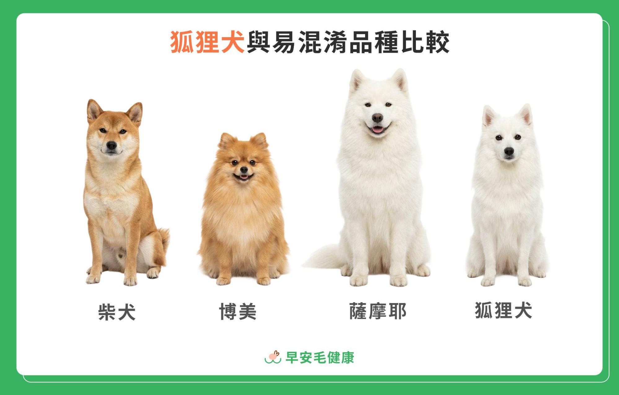 28.japanese-spitz-guide-5